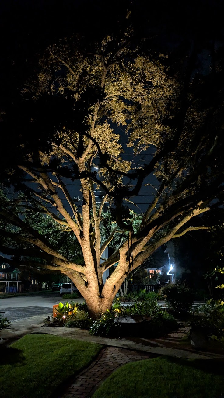 Massive live oak tree with Spanish moss illuminated by warm uplighting at a Charleston property